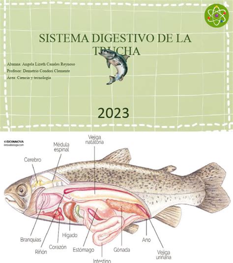 Larva de la “Tenia ancha del pescado” en la musculatura de una trucha silvestre (Fuente: Torres, P. and Yera, H. 2018)