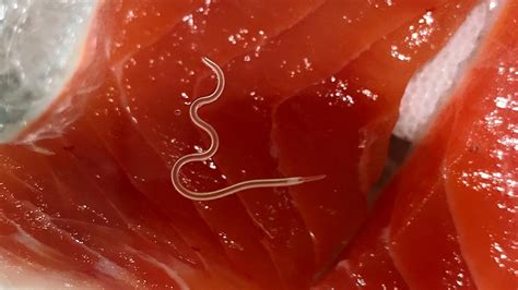Pescado parasitado por Anisakis.