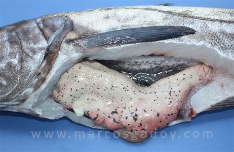Hígado de Merluza austral (Merluccius australis) parasitado por larvas de nemátodos.