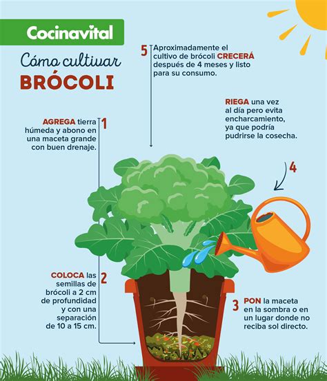 Diagrama explicando cómo el brócoli beneficia la salud renal.