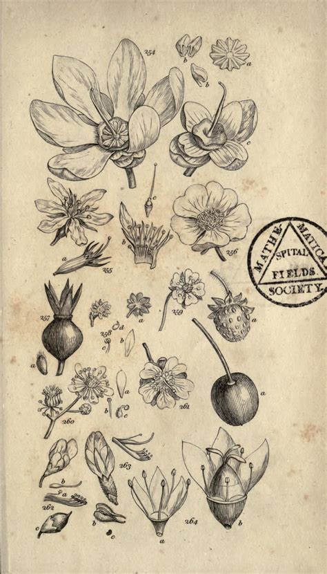 Ilustración botánica de la planta de díctamo