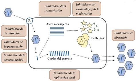 Diagrama esquemático de los mecanismos de acción que explican las propiedades cardiometabólicas protectoras del yogur.