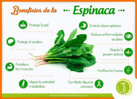 infografía con propiedades nutricionales de las espinacas destacando vitaminas y fibra