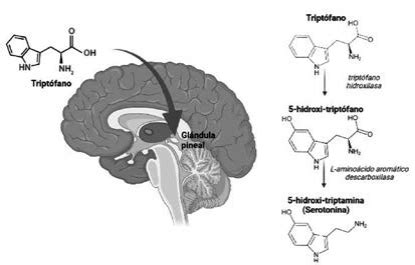 Diagrama: Proceso de síntesis de serotonina a partir de triptófano