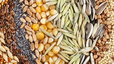 Diferentes tipos de semillas y huesos para rellenos: mijo, lino, huesos de cereza, lentejas, arroz