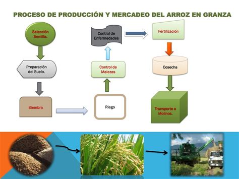 Esquema del proceso de cosecha de arroz salvaje tradicional y moderno