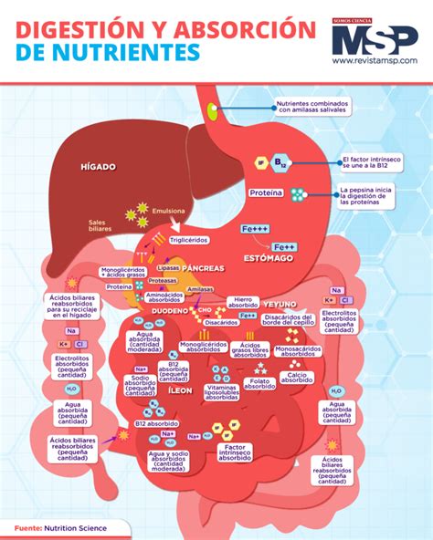 Diagrama mostrando el proceso de absorción de astaxantina en el salmón