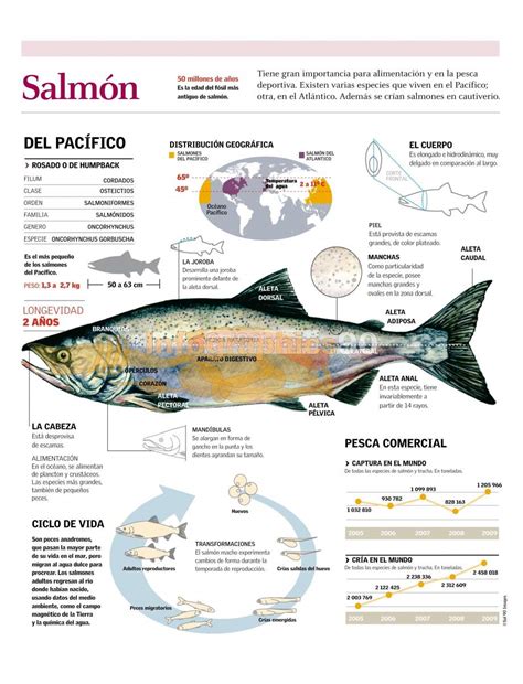 Esquema del ciclo vital del salmón y su valor nutricional: proteínas, omega-3, vitaminas y minerales.