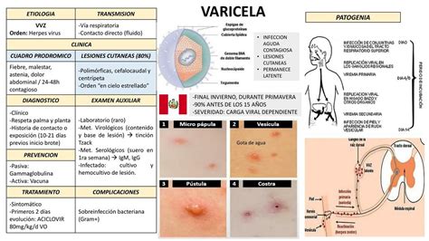 Esquema explicativo del ciclo de vida del virus varicela-zóster y su propagación en el cuerpo humano.