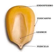 Esquema detallado de un grano de maíz con sus principales partes