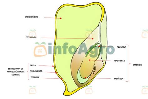 Dibujo de las partes internas del embrión de maíz