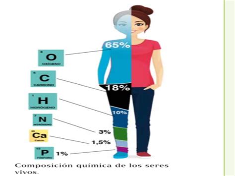 Esquema que muestra la composición química de las aliáceas y su interacción con el sistema digestivo humano