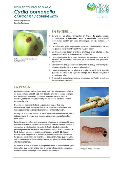 Esquema del ciclo de vida de Cydia pomonella, mostrando huevos en el fruto