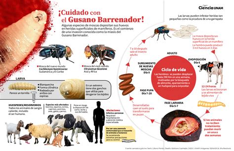 Infografía: Taxonomía del gusano barrenador de la nuez