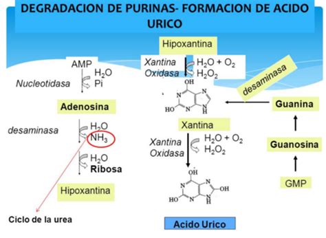 Esquema metabólico: Purinas transformándose en ácido úrico dentro del cuerpo humano.