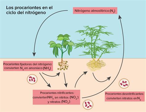 diagrama de la fijación simbiótica de nitrógeno en leguminosas