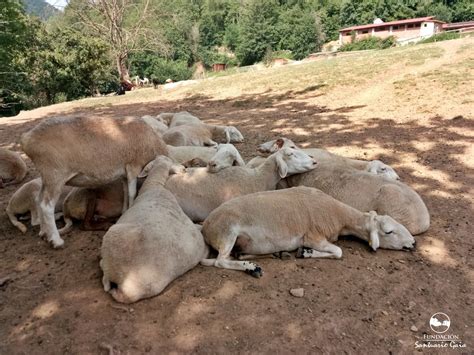 Ovejas rescatadas de la explotación viviendo en un santuario.