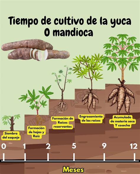 Campo de cultivo de yuca (mandioca) y sus raíces