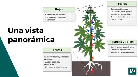Esquema de la planta de cannabis sativa y sus componentes