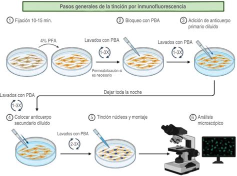 Imagen de un laboratorio realizando pruebas de detección de proteínas animales en piensos
