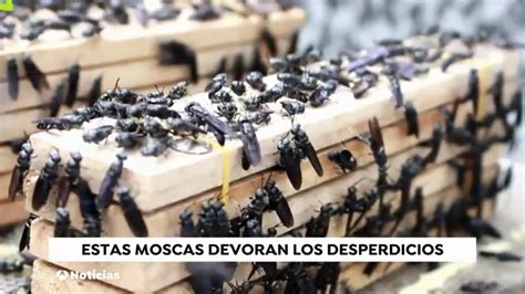 Fotografía de una granja de moscas soldado negras con bandejas de larvas