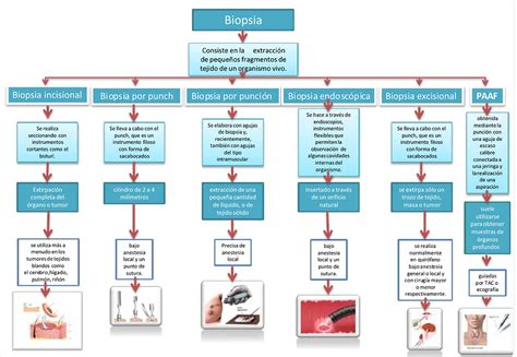 Esquema cronológico: desde la extracción de la biopsia de Henrietta Lacks en 1951 hasta el establecimiento de la línea celular HeLa y su distribución global en laboratorios.