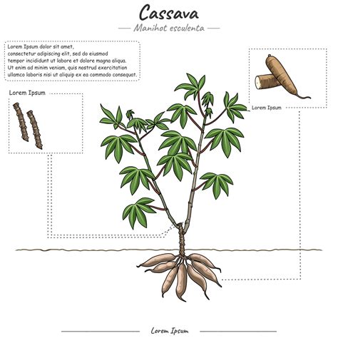 Esquema de las partes de una planta de yuca afectada por pudrición radical