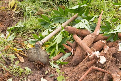 Fotografía de un agricultor tratando estacas de yuca con fungicida