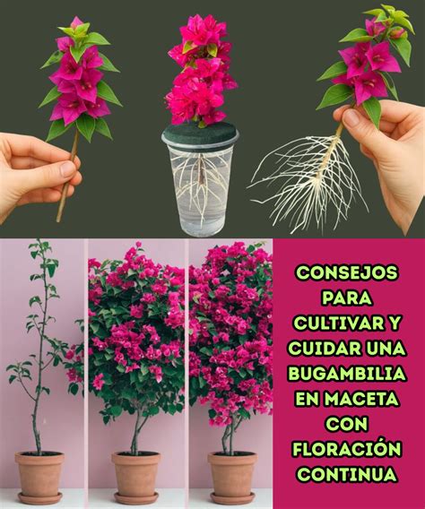 Esquema de una maceta ideal con capa de drenaje, sustrato adecuado y profundidad mínima marcada.
