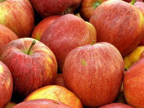 Manzanas Royal Gala frescas sobre una superficie de madera
