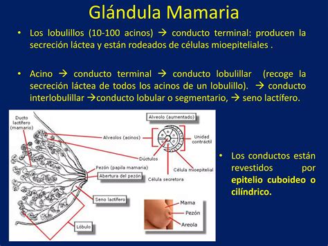Esquema de las glándulas mamarias y tejidos circundantes