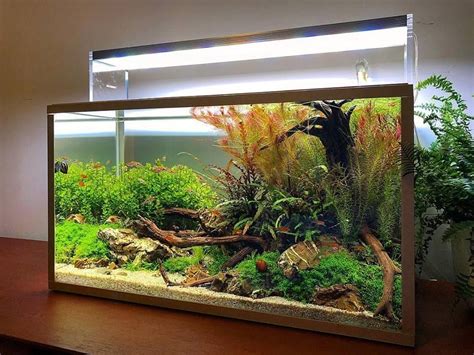Diseño de acuario con gambas y plantas