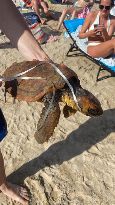 Imagen de una tortuga marina varada en la playa