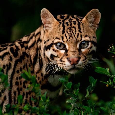 Ocelote o tigrillo, mamífero felino