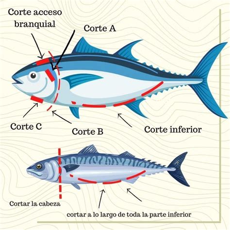 Diagrama de los cortes para eviscerar y remover la cabeza del pescado