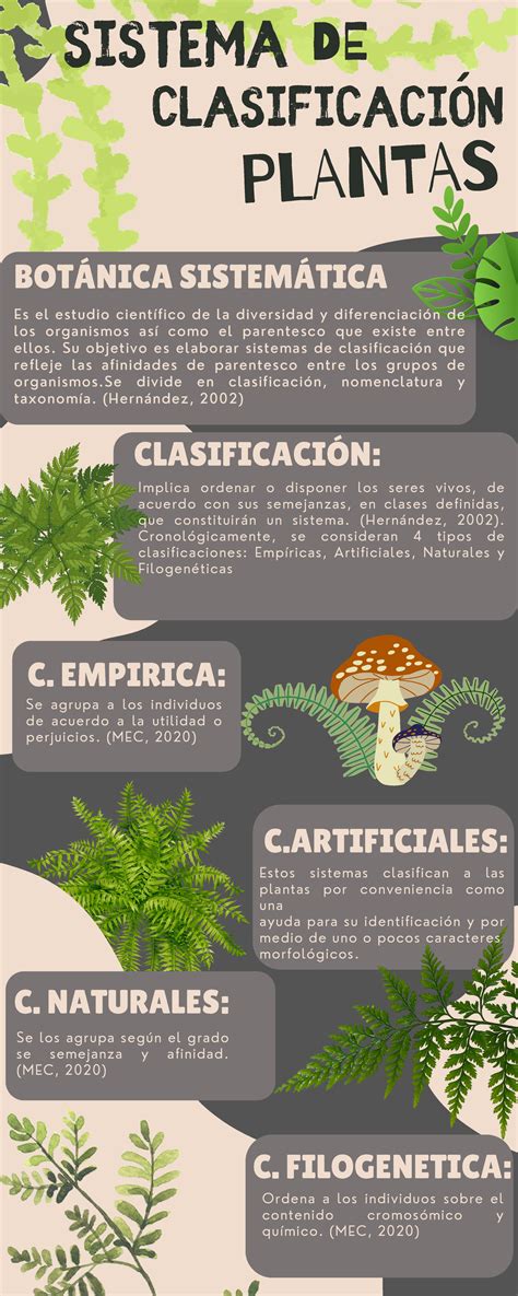 Infografía sobre la clasificación botánica y usos culinarios de la patata
