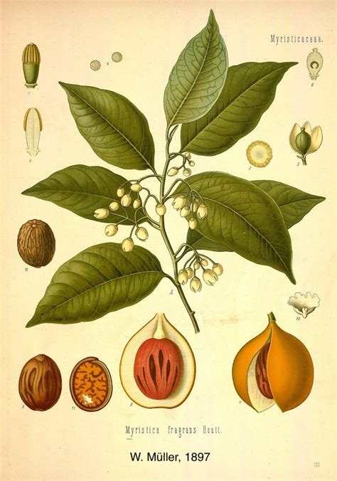 Ilustración botánica del árbol de nuez moscada (Myristica fragrans), mostrando hojas, flores y fruto