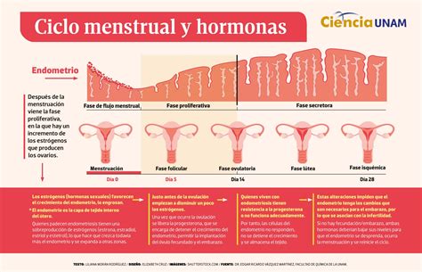 infografía sobre los cambios hormonales durante el ciclo menstrual y su relación con los antojos de chocolate
