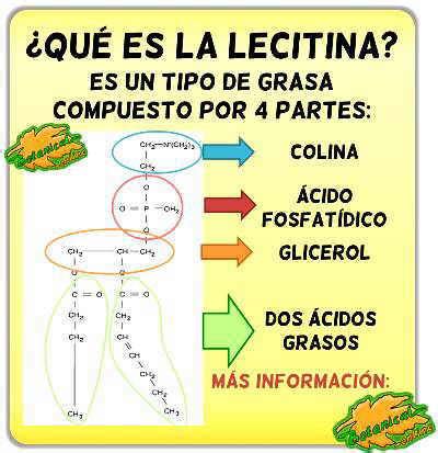 Esquema de la composición molecular de la lecitina o un diagrama de su rol en la célula