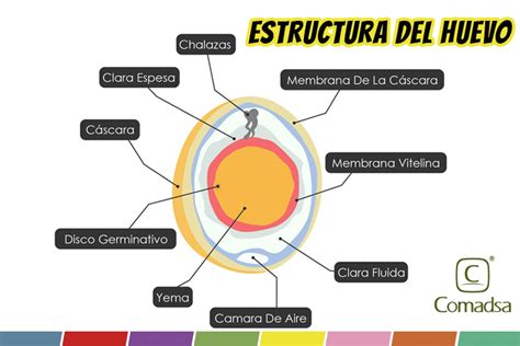 Esquema anatómico de un huevo de salmón mostrando las capas del corion y la posición del embrión antes de la eclosión