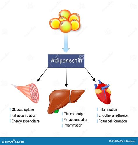 Gráfico ilustrando los cambios en los niveles de adiponectina e IGF-1.