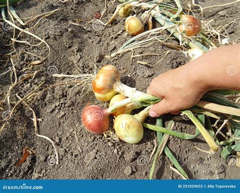 Cosecha de cebolla en campo