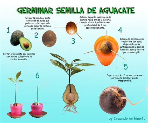 Esquema del aguacate resaltando la pulpa y la semilla