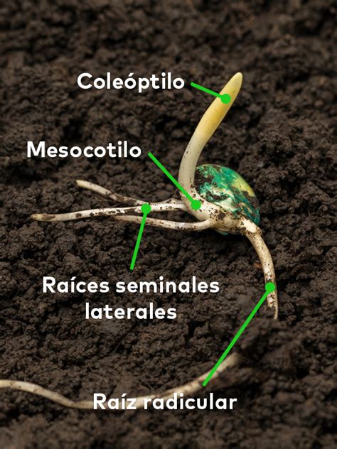 Gráfico de temperaturas óptimas y críticas del suelo para la germinación y crecimiento del maíz dulce