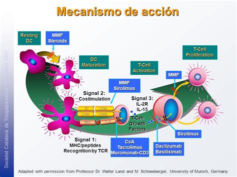 Esquema del mecanismo de acción de la natamicina desestabilizando el ergosterol de mohos y levaduras