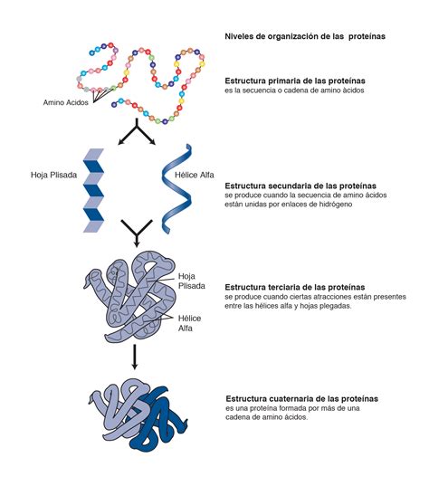 Esquema de las diferentes proteínas en la harina y cómo forman la red de gluten