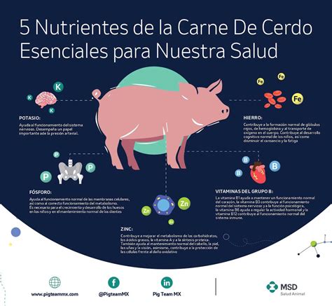 Infografía sobre los beneficios nutricionales de la carne de cerdo
