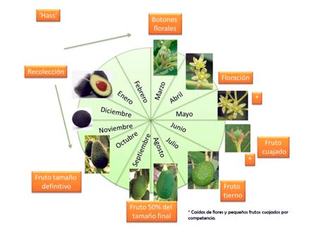Esquema visual del ciclo anual de preparación de la huerta