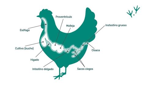 Esquema general de la anatomía del pollo
