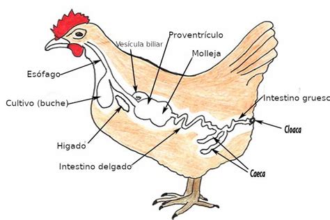 Diagrama del sistema digestivo del pollo